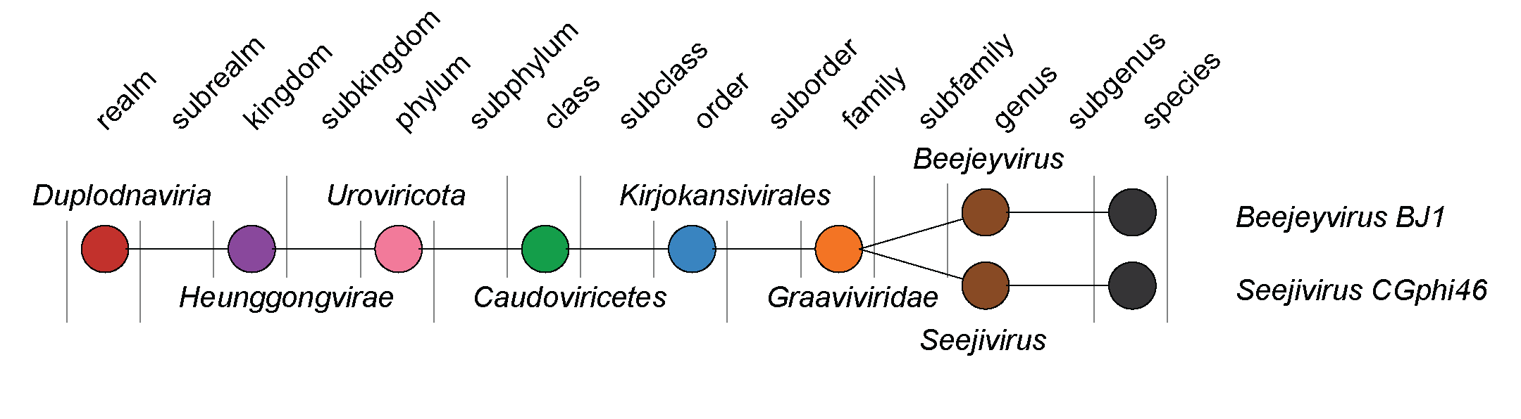 Graaviviridae taxonomy